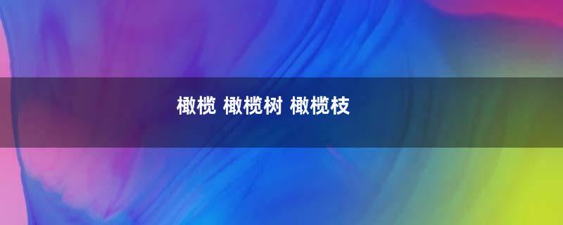 橄榄 橄榄树 橄榄枝